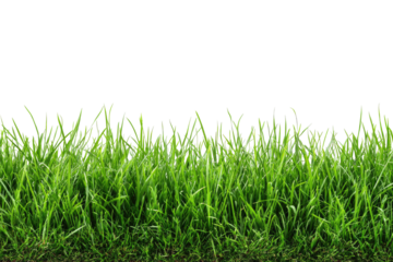 Lush green grass border against transparent background