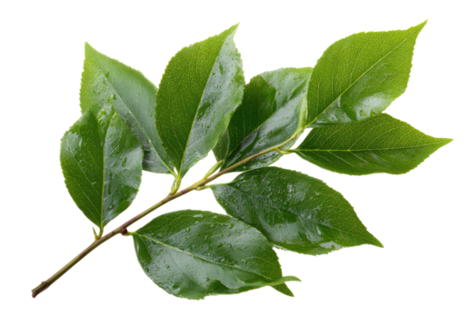 Close-up of a vibrant green leaf branch