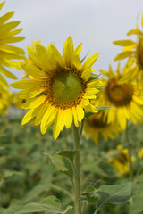 Fototapeta premium Closeup of a sunflower growing in a field of sunflowers during a nice sunny summer day, Sunflower natural background. flower blooming, Beautiful field of blooming sunflowers, Chakwal, Punjab, Pakistan