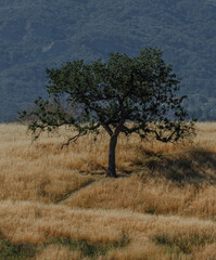 Santa Monica Mountains