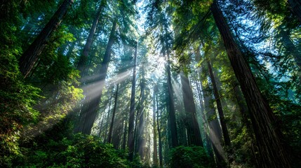 Obraz premium Towering redwood trees create dramatic light beams filtering through the dense canopy.