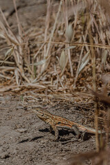 Lizard