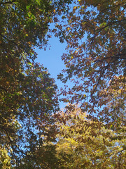 Hojas secas naranja y amarillas de otoño