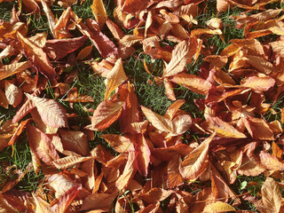 Fondo de hojas secas naranjas en hierva 