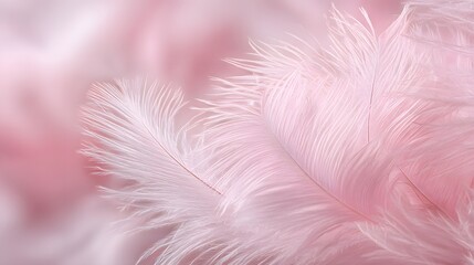 Fototapeta premium Delicate pale pink plumes create a soft, ethereal background
