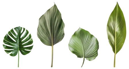 Collection of Diverse Tropical Leaves Isolated on White Background, Isolated on Transparent Background