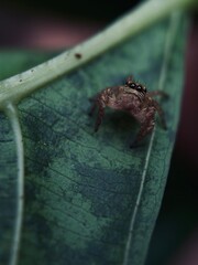 close up of a spider