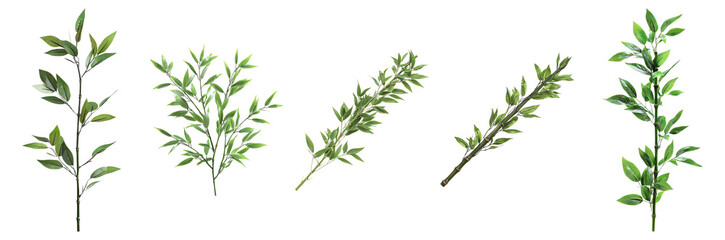 Fototapeta premium Green Leaves Collection for Natural and Organic Backgrounds, Isolated on Transparent, white background