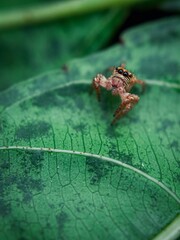 Spider on leafe 