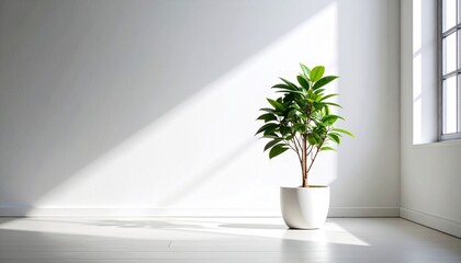 Fototapeta premium A cute plant in the room