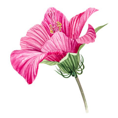 Hibiscus flower. Hand-drawn watercolor illustration of a hibiscus.