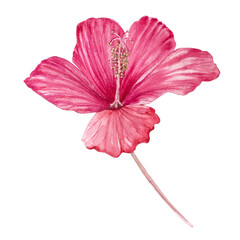 Hibiscus flower. Hand-drawn watercolor illustration of a hibiscus.
