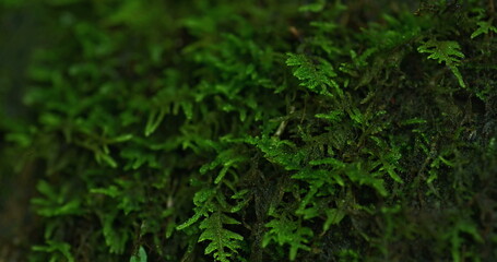 Vibrant green moss forms a soft, intricate carpet on a damp surface.
