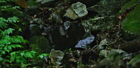 Forest floor reveals ancient roots intertwined with mossy rocks and.