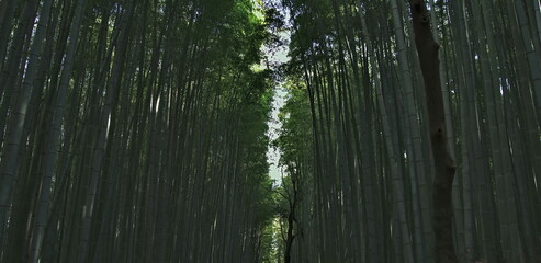 Towering bamboo stalks create a peaceful green sanctuary bathed in.