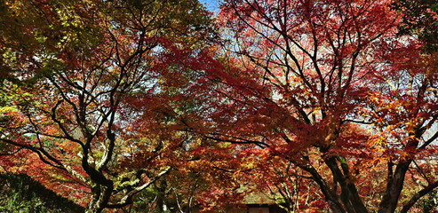 Naklejka premium Vibrant autumn leaves beautifully canopy the serene temple entrance.