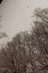 Snow-covered tree-lined road in a quiet winter landscape