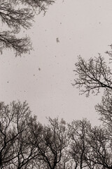 Snow-covered tree-lined road in a quiet winter landscape