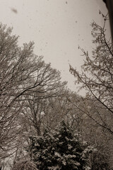 Snow-covered tree-lined road in a quiet winter landscape