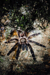 Costa Rican Tarantula on Forest Floor, Costa Rica