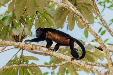 Mantled Howler Monkey in the Forest Canopy, La Fortuna, Costa Rica