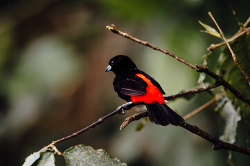 Scarlet-Rumped Tanager Perched in the Forest, Costa Rica