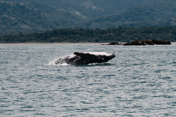 Fototapeta premium Breaching Humpback Whale Calf in Uvita, Costa Rica