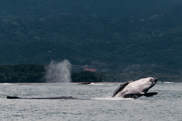 Fototapeta premium Humpback Whale Mother and Calf Breaching off the Coast of Uvita