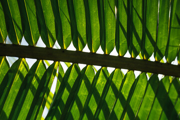 Palm Leaf Shadows, Uvita Beach, Costa Rica