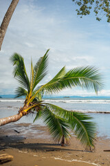 Leaning Coconut Palm by the Ocean, Uvita Beach, Costa Rica