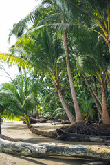 Tropical Palm Trees along Uvita Beach, Costa Rica