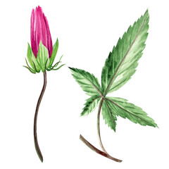 Hibiscus flower. Hand-drawn watercolor illustration of a hibiscus.