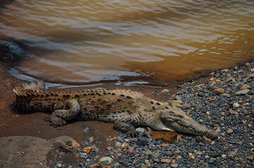 American Crocodile Resting by the Río Tárcoles, Costa Rica
