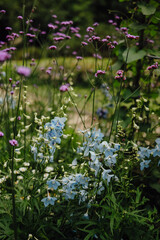 Verbena Bonariensis and Blue Delphinium Flowers Blooming