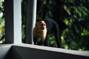White-Faced Capuchin Monkey in Manuel Antonio, Costa Rica