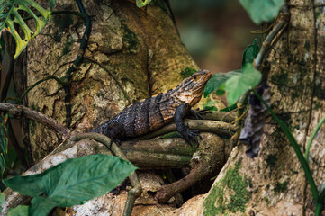 Black Spiny-Tailed Iguana Resting on Tree Trunk, Costa Rica