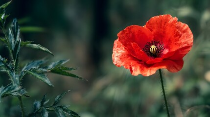 Obraz premium Vivid red blossom stands tall against a deeply shaded natural background