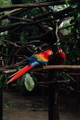 Scarlet Macaws on Tree Branches at Animal Sanctuary, Costa Rica