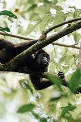 Close-Up of Resting Howler Monkey in Manuel Antonio National Park