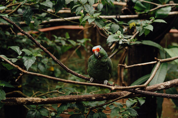 Red-Lored Amazon Parrot Perched on a Branch at Animal Sanctuary