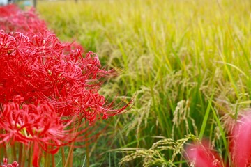 彼岸花と稲穂