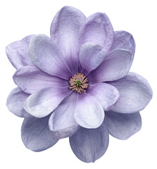 Obraz premium Close-up of a light purple magnolia flower