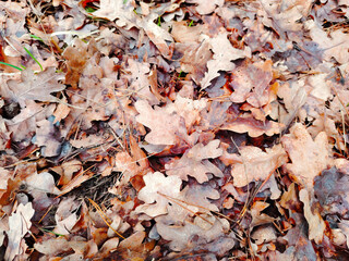 Pile of fallen dry oak leaves on the forest floor.