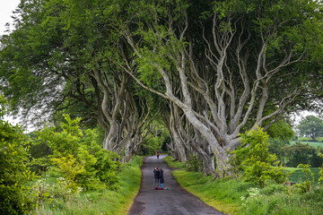 Allee mit uralten Bäumen in Nordirland