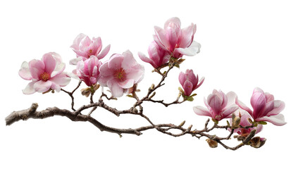 Delicate magnolia blossoms on a branch