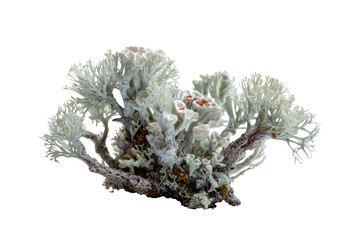 Close-up of a lichen, light gray, branching, textured
