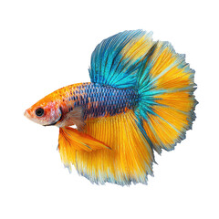 Vibrant betta fish with orange, yellow, and blue fins