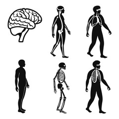 Vector art of human anatomy