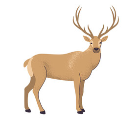 Obraz premium silhouette of a deer