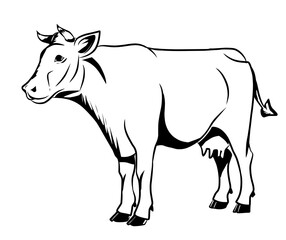black and white cow